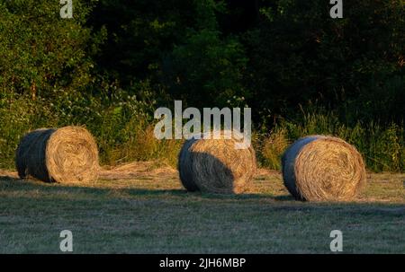 Heu nach dem Mähen und Trocknen. Gepresstes Heu in Ballen auf der Wiese. Stockfoto