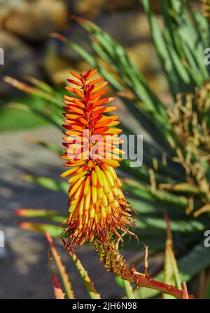 Lebendige Kandelaber-Aloe-Flora, die an einem sonnigen Sommertag in einem Garten im Garten oder im Freien in der Natur wächst. Nahaufnahme einer orangefarbenen Pflanze in einem Wald Stockfoto