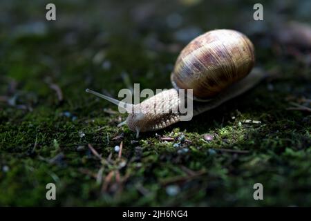 Schnecke im dunklen Wald kriecht an einem Sommertag auf dem Moos. Und die Sonne scheint wie ein Lichtstrahl auf eine Schnecke. Tierischer Hintergrund. Nahaufnahme Stockfoto