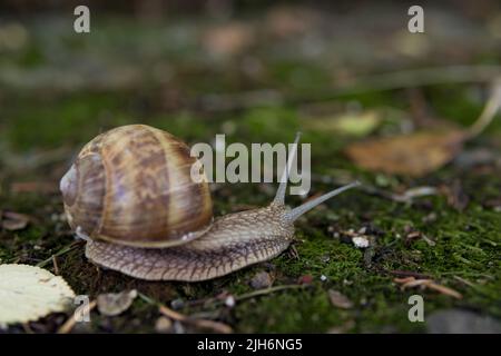 Schnecke in ihrem natürlichen Lebensraum in einem Wald am Sommertag. Die größte Schnecke Europas kriecht auf dem Moos. Tierischer Hintergrund. Nahaufnahme, selektiver Fokus Stockfoto