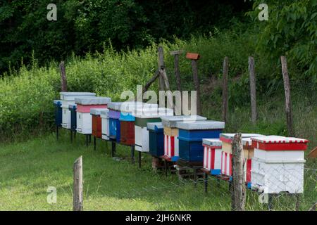 Bunte Holzbienen in einer Reihe in einem Bienenhaus auf einer Wiese in der Natur an einem sonnigen Sommertag. Bienenzuchtkonzept. Nahaufnahme, selektiver Fokus Stockfoto