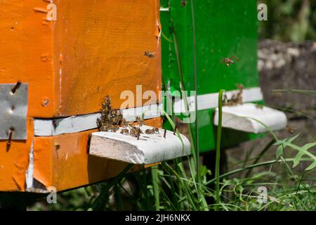 Die Bienen fliegen an einem sonnigen Sommertag in einem Bienenhaus durch ein Loch im Bienenstock ein- und aus dem Bienenstock. Bienenzuchtkonzept. Nahaufnahme, selektiver Fokus Stockfoto