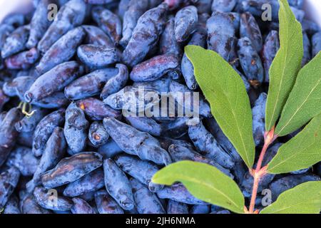 Frische blaue Geißblatt, auch als Honigbeere bekannt, ein Hintergrund von blauen Beeren mit grünen Blättern. Modische Tönung. Stockfoto