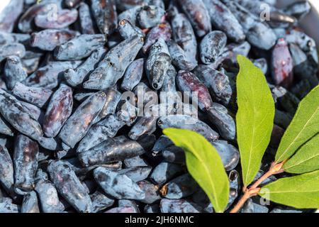 Frische blaue Geißblatt, auch als Honigbeere bekannt, ein Hintergrund von blauen Beeren mit grünen Blättern. Modische Tönung. Stockfoto