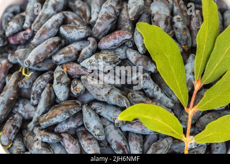 Frische blaue Geißblatt, auch als Honigbeere bekannt, ein Hintergrund von blauen Beeren mit grünen Blättern. Modische Tönung. Stockfoto