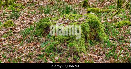 Grünes Moos auf einem Stumpf mit getrockneten braunen Blättern Waldweg in der Landschaft zum Wandern und Erkunden Landschaft von Baumstamm und Haken in der Stockfoto