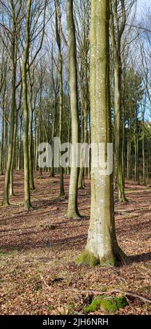 Im frühen Winter blattlose Bäume in einem Wald. Naturlandschaft mit vielen trockenen Bäumen, Ästen und Gras im Wald oder eine umweltfreundliche Umgebung am Stockfoto