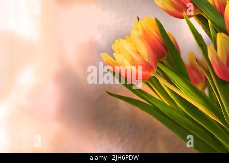 Copyspace mit orangefarbenen und gelben Tulpen. Nahaufnahme eines Strauß wunderschöner Blumen mit lebendigen Blütenblättern und grünen Stielen. Blühendes Bouquet mit floralem Duft Stockfoto