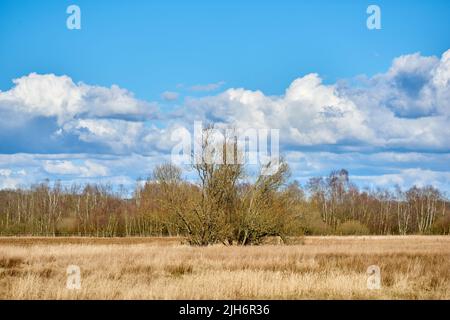 Landschaftlich reizvolle Landschaft mit grünen Pflanzen, Blättern und Gras, die im Herbst wachsen. Ein einziger großer Baum, der auf einem offenen Feld mit einem üppigen und blühenden Wald wächst Stockfoto