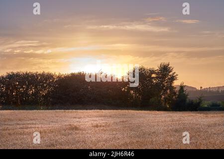 Goldener Sonnenuntergang über nachhaltigen Weizenanbau in einem offenen landwirtschaftlichen Feld während der Erntezeit auf einem Bauernhof mit Kopierfläche. Stängel aus trockenem Getreide Stockfoto