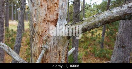 Splitter, Risse und Moos auf einem großen, gebrochenen Baumstamm in einem Park oder Wald im Freien. Holzstruktur von abgebrotener und scharfer gespaltener Rinde auf Ästen in einem Stockfoto