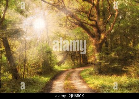 Schöner Wald im Herbst mit Sonnenlicht durch Bäume. Ruhige, ruhige und natürliche Wälder mit einem magischen Wanderweg. Grüne Pflanzen ringsum auf Stockfoto