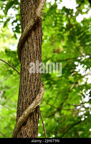 Eine Nahaufnahme einer großen Weinrebe, die auf einem Baum klettert. Stockfoto