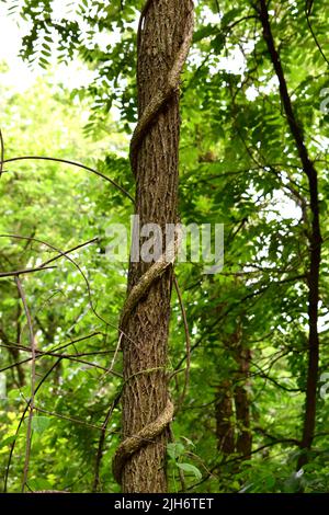 Eine Nahaufnahme einer großen Weinrebe, die auf einem Baum klettert. Stockfoto