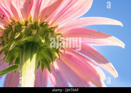 Echinacea purpurea von unten Stockfoto