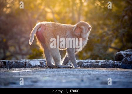 Rhesus macaque (Macaca mulatta) oder Indischer Affe im Wald Stockfoto