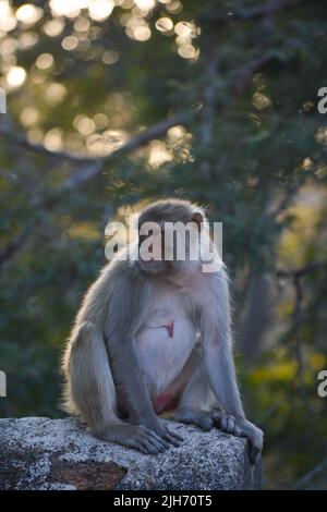 Rhesus macaque (Macaca mulatta) oder Indischer Affe im Wald Stockfoto