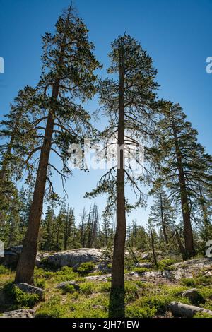 Die Morgensonne gipfeln durch hohe Kiefern am Rande einer Wiese in der Sierra Nevada Mountain Range. Stockfoto