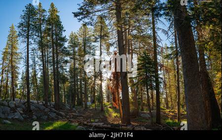 Die Sonne strahlt durch die immergrünen Waldbäume in der Nähe des Donner Lake in Truckee, Kalifornien. Stockfoto