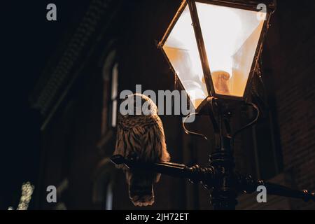 Barred Owl thronte auf einem Laternenpfosten in der Innenstadt von Victoria BC Stockfoto