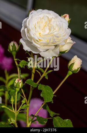 "Ruhe, Ausnoble 'English Rose, Engelsk ros (Rosa) Stockfoto