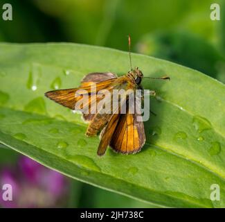 Großer Skipper, Ängssmygare (Ochlodes sylvanus) Stockfoto