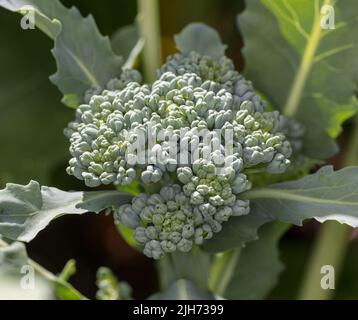 „Calabrese Natalino“ Broccoli, Broccoli (Brassica oleracea) Stockfoto