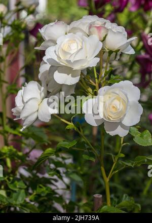 "Ruhe, Ausnoble 'English Rose, Engelsk ros (Rosa) Stockfoto