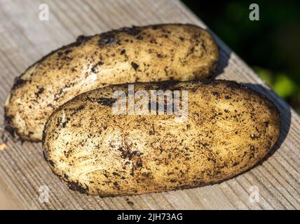 „Amandine“-Kartoffel, Potatis (Solanum tuberosum) Stockfoto