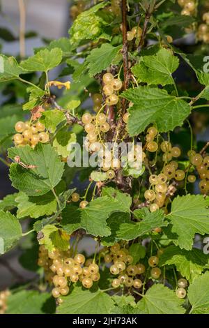 'Weiße Versailler' weisse Johannisbeere, Vit vinbär (Ribes rubrum) Stockfoto