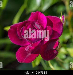 'Burgundy Ice, Burgundy Iceberg' Beetrose, Beetbaros (Rosa) Stockfoto