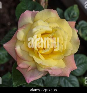 „Peace, Madame A. Meilland“ Teerose, Teebrosen (Rosa) Stockfoto