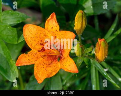 Orange Lily, Brandlilja (Lilium bulbiferum) Stockfoto