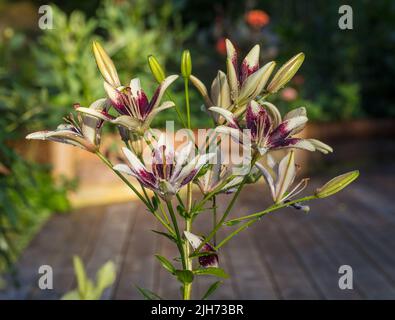 'Tango Cappuccino' Asiatische Lilie, Asiatisk lilja (Lilium asiatica) Stockfoto