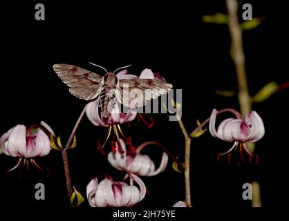 Fichtenfalke fliegt und sucht Nektar in einer Nacht Stockfoto