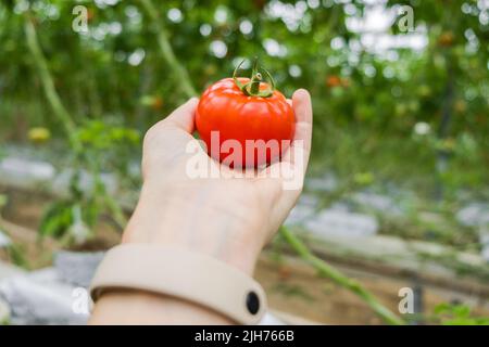 Schöne rote reife Tomate in weiblicher Hand auf grünem Hintergrund. Tomatenproduktion und -Transport. Anbau von Tomaten, Gemüsegeschäft Stockfoto