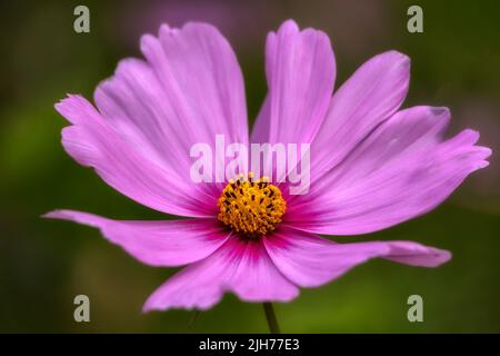 Nahaufnahme einer einzelnen Blume des rosa Kosmos vor diffusem grünen Hintergrund Stockfoto