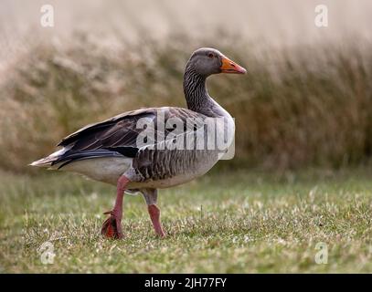 Graugans (Anser anser). Seitenansicht eines einzelnen Vogels auf Gras gegen Schilf Stockfoto