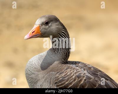 Porträt einer rosa Gans (Anser anser) vor hellem Hintergrund Stockfoto