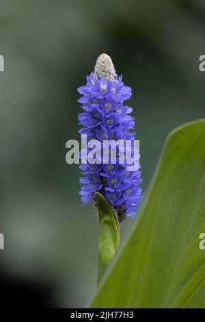 Nahaufnahme von Blütenstacheln des Picerel-Unkrauts (Pontederia cordata) im Sommer in einem Wassergarten Stockfoto