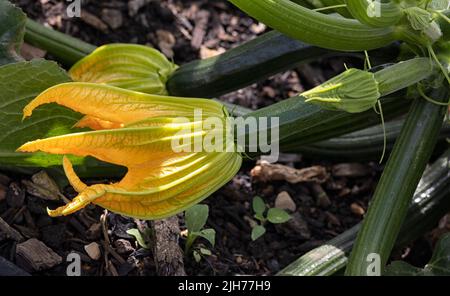 Blumen und Früchte von Courgette 'Firenzhen' im Sommer in einem Gemüsegarten Stockfoto