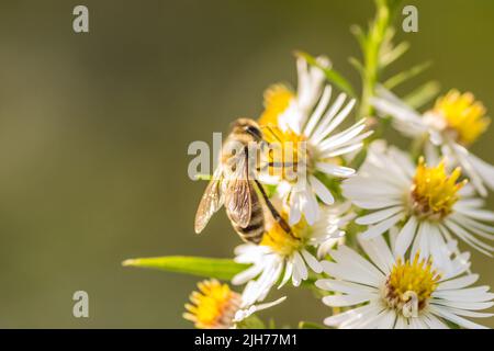 Im Sommer sammelt eine Biene Nektar aus einer Wiesenblume. Stockfoto