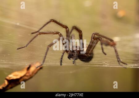 Haus Spinne Stockfoto