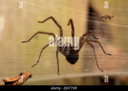Haus Spinne Stockfoto