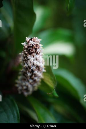 Biene auf einer parasitären Pflanze, bekannt als Broomrape Stockfoto