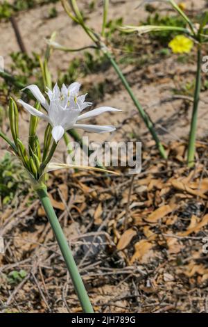 Blick auf die Sandlilie oder die Narzisse des Meeres. Pancratium maritimum, Wildpflanze blüht, weiße Blume, sandiger Strand Hintergrund. seerosilie. Stockfoto