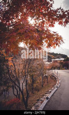 Bild von Ahornblättern während der Herbstsaison in japan mit schönem Sonnenlicht auf dem Hintergrund Stockfoto