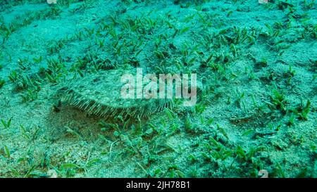 Nahaufnahme der Flunder-Fische liegen auf grünem Seegras. Leopardenflunder oder Pantherflunder (Bothus pantherinus).Rotes Meer, Ägypten Stockfoto