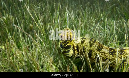 Nahaufnahme von Moray schwimmt langsam im grünen Seegras. Schneeflockenmoräne oder Sternenmoräne (Echidna nebulosa) auf Seegras Zostera. Rotes Meer, Ägypten Stockfoto