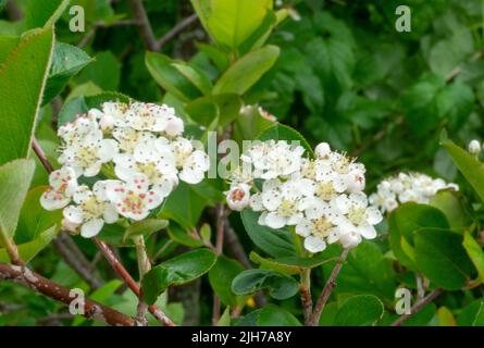 Weiße Blütenstände von Apfelbeere im grünen Laub des Busches. Sommer blühende Apfelbeere Stockfoto